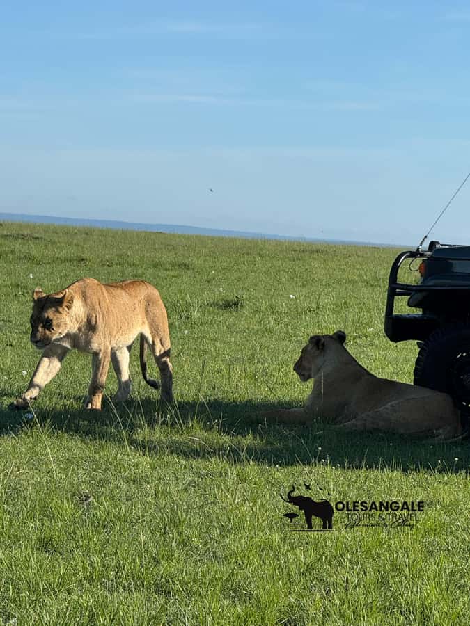 From Nairobi to Masai Mara Reserve & Village visit Day trip - Languages, flexibility, and cancellation
