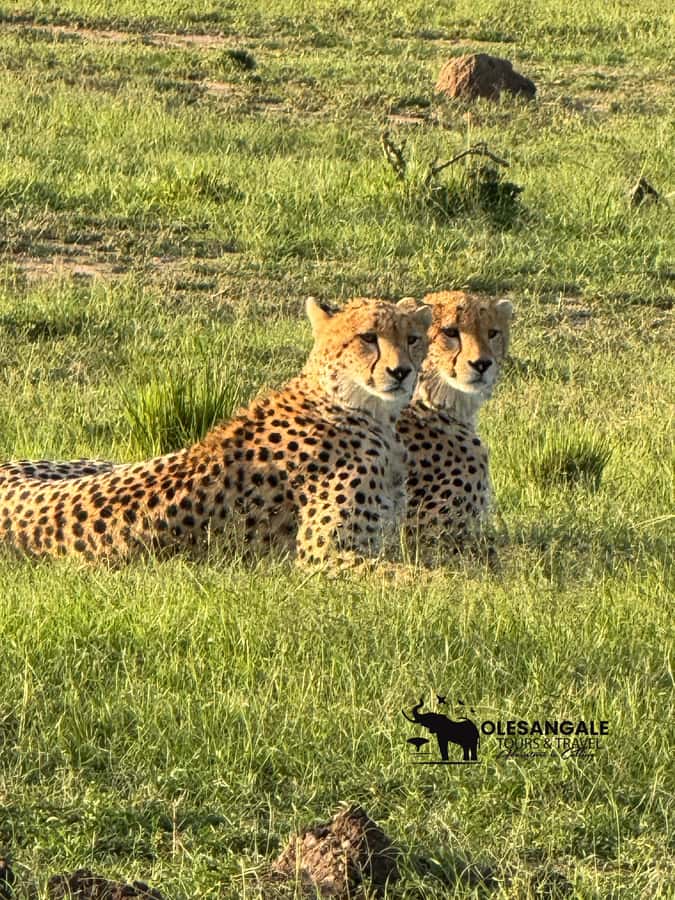 From Nairobi to Masai Mara Reserve & Village visit Day trip - The road to Masai Mara