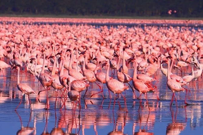 Full-Day Lake Nakuru National Park from Nairobi - Leaving Nairobi at 6:30 a.m.
