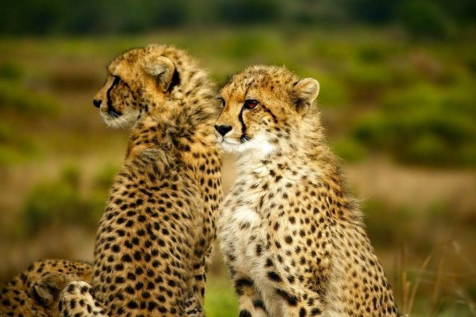 Full-Day Lake Nakuru National Park from Nairobi - The shorter afternoon game drive and return to Nairobi