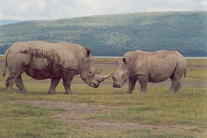 Full-Day Lake Nakuru National Park from Nairobi - Is $367 per person good value?