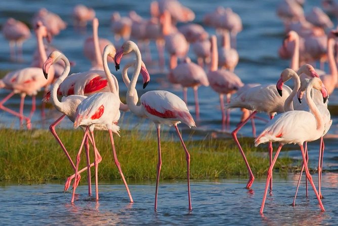 Full-Day Lake Nakuru National Park from Nairobi - The Great Rift Valley stop and the road to Nakuru