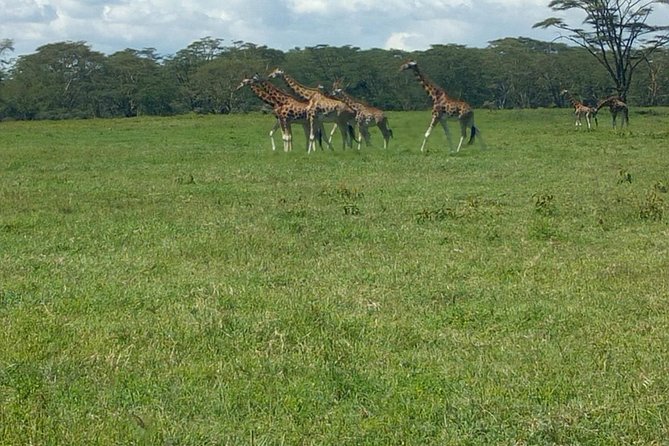 Full-Day Lake Nakuru National Park Private Tour from Nairobi - A 6:00am pickup from Nairobi