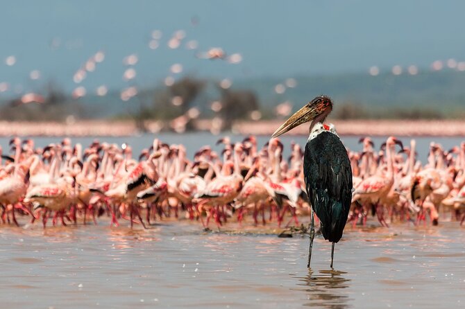 Full-Day Lake Nakuru National Park Private Tour from Nairobi - Is $215 a good value?