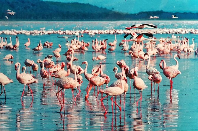 Full-Day Lake Nakuru National Park Private Tour from Nairobi - Who will enjoy this day most?