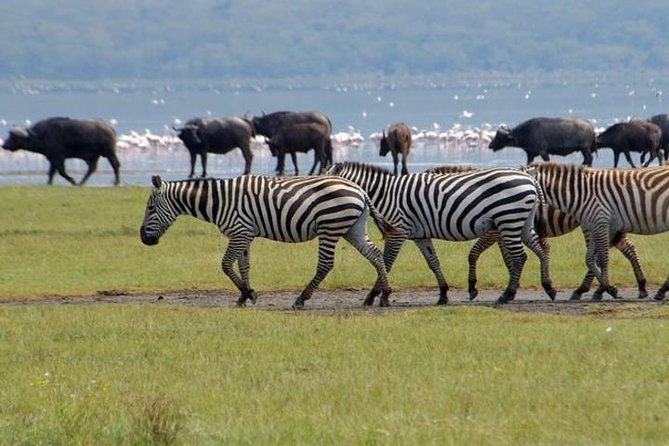 Full Day Lake Nakuru Park and optional boat ride on Lake Naivasha - Flamingos, changing water levels, and realistic expectations