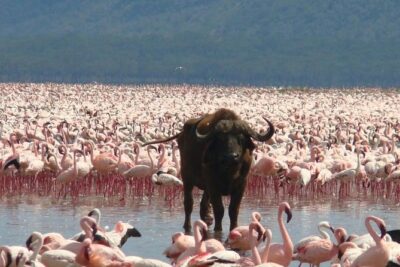 Full Day Lake Nakuru Park and optional boat ride on Lake Naivasha