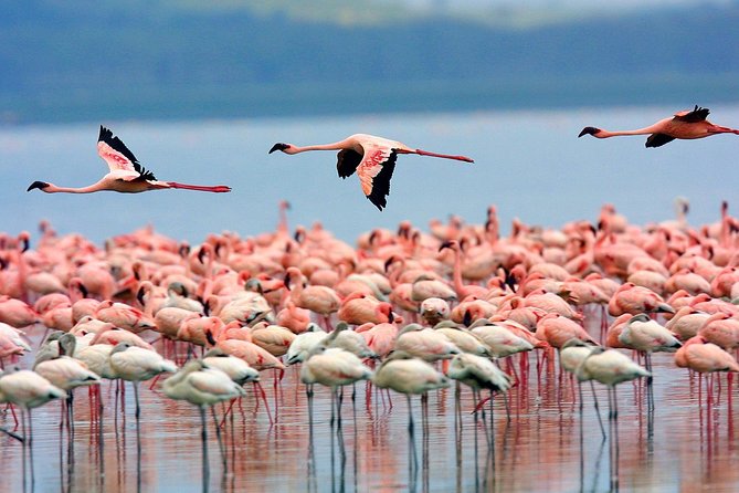 Full Day Lake Nakuru Park and optional boat ride on Lake Naivasha - The afternoon game drive and Makalia Waterfalls