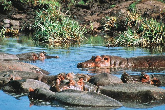Full Day Mombasa Excursion Tour - The Mombasa Tusks: a simple but useful final stop