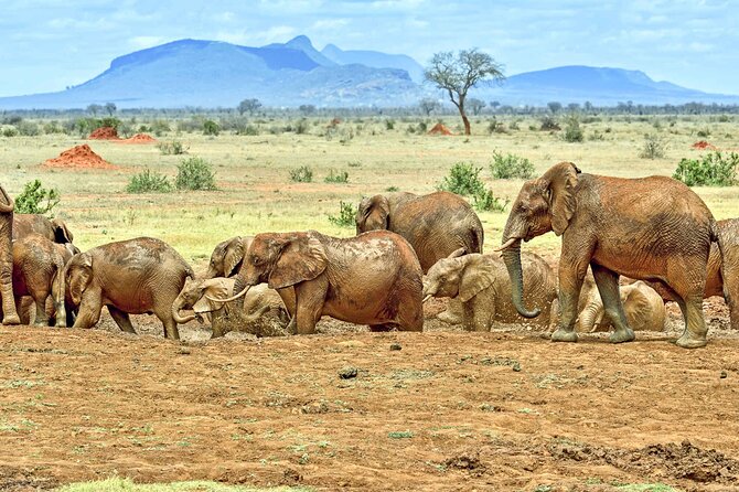 Full Day Private Tour of Tsavo East National Park from Mombasa - Why Tsavo East makes a worthwhile day from Mombasa