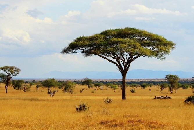 Full Day Private Tour of Tsavo East National Park from Mombasa - Guide performance and the human side of the safari