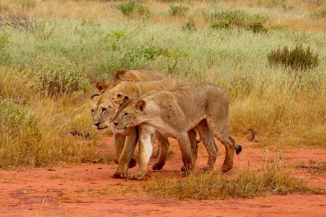 Full Day Private Tour of Tsavo East National Park from Mombasa - The 5:30 a.m. departure and road to Bachuma Gate