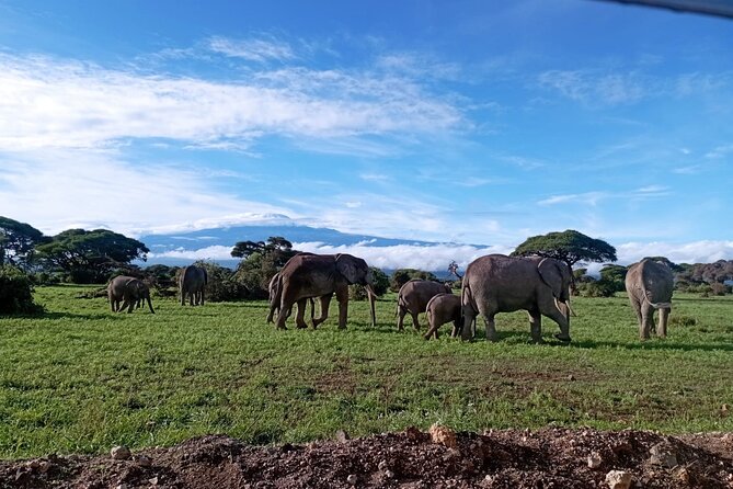 Full Day Tour in Amboseli National Park from Nairobi - Key points to know before you book