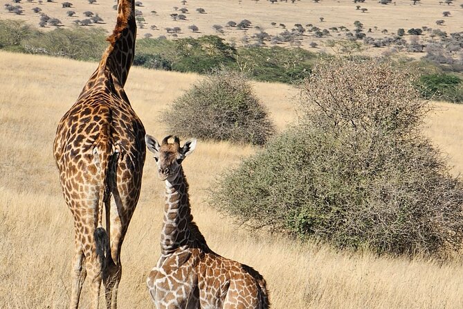 Full Day Tour in Amboseli National Park from Nairobi - The 5am departure and the road to Emali