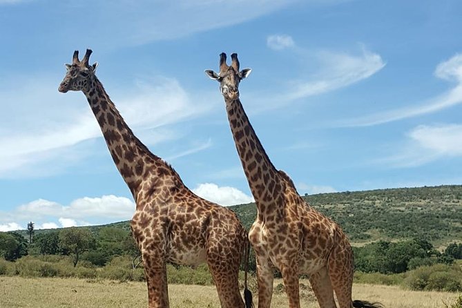 Full Day Tour to Amboseli National Park - Key points at a glance