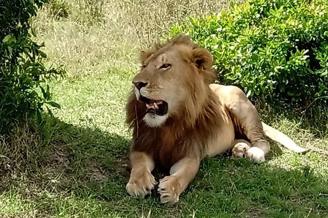 Full Day Tour to Amboseli National Park - Leaving Nairobi at 5:00 am