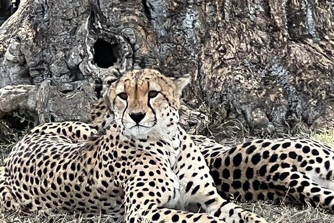 Full Day Tour to Amboseli National Park - Swamps, sulphur springs, and elephant country