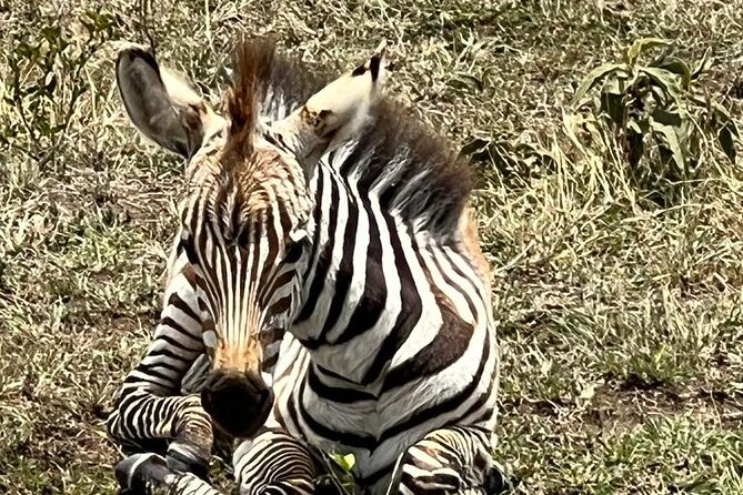 Full Day Tour to Amboseli National Park - The animals you might see