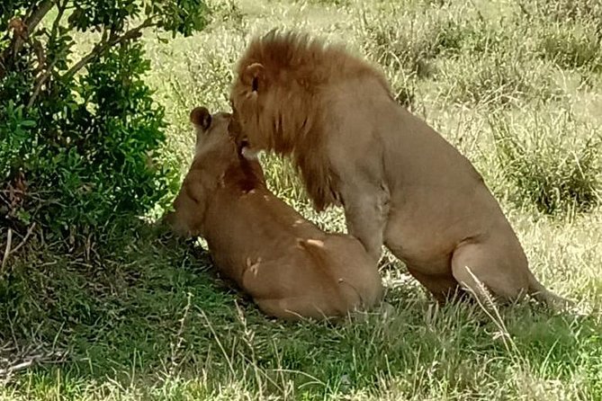 Full Day Tour to Amboseli National Park - Is $590 a fair price?