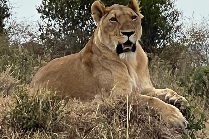 Full Day Tour to Amboseli National Park - Handling the 15-hour schedule