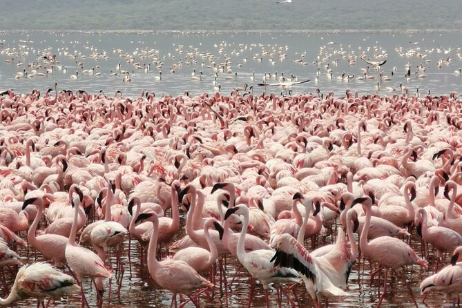 Full Day tour to Lake Nakuru National Park From Nairobi - Why this Nairobi safari makes sense for a short visit