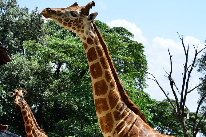 Giraffe Center and David Sheldrick Elephant Orphanage Day Tour from Nairobi - What the guide and group size add