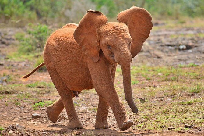 Giraffe Center and David Sheldrick Elephant Orphanage Day Tour from Nairobi - Is $95 a good value?