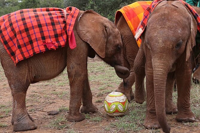 Giraffe Center and David Sheldrick Elephant Orphanage Day Tour from Nairobi - The Gogo River trail most people skip