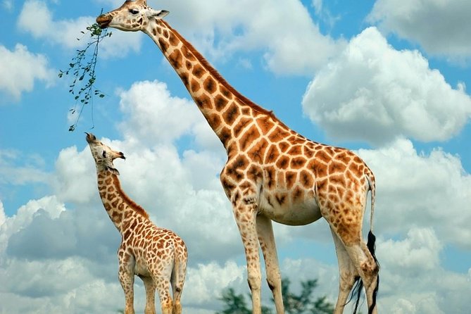 Giraffe Center and David Sheldrick Elephant Orphanage Tour - Three Nairobi sights in one practical day