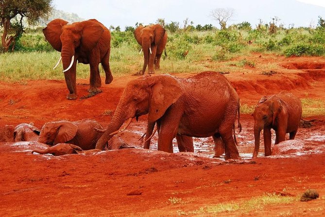 Giraffe Center and David Sheldrick Elephant Orphanage Tour - What the guide adds to the experience