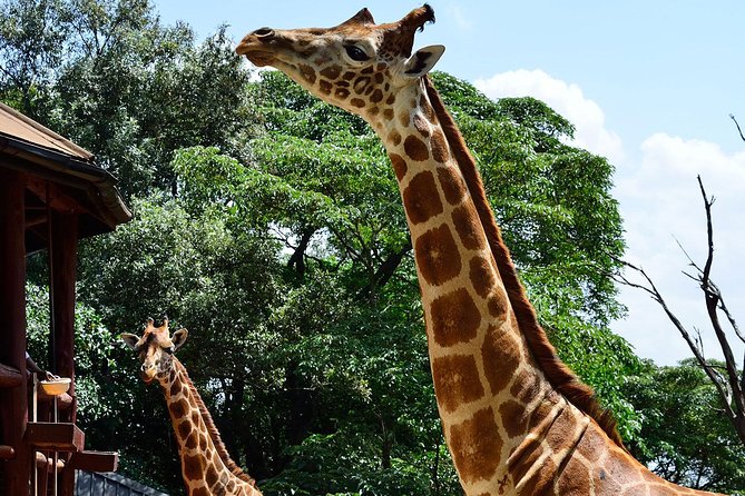 Giraffe Center and David Sheldrick Elephant Orphanage Tour - Who should book this Nairobi combination?