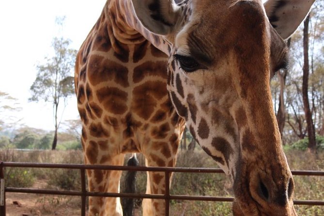 Giraffe Center and David Sheldrick Elephant Orphanage Tour - The 11 a.m. elephant feeding at Sheldrick Wildlife Trust