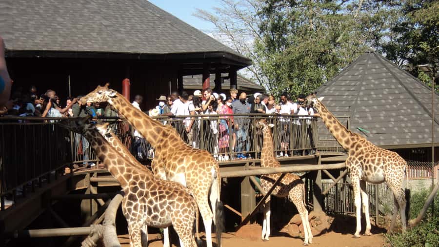 Giraffe Center and Karen Blixen Museum Tour from Nairobi - Key points at a glance