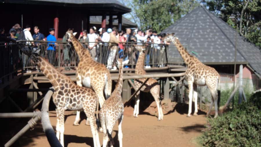 Giraffe Center and Karen Blixen Museum Tour from Nairobi - The drive from Nairobi to Karen