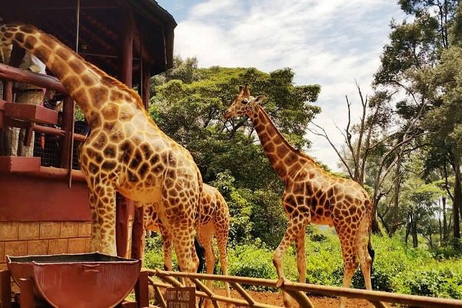 Giraffe center, Elephant Orphanage and Beads Center - Starting with giraffes at 8 a.m.
