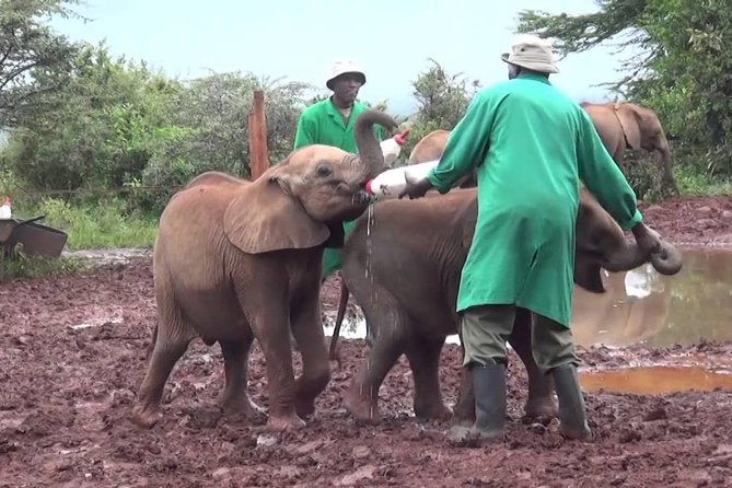 Giraffe center, Elephant Orphanage and Beads Center - How the timing shapes the experience