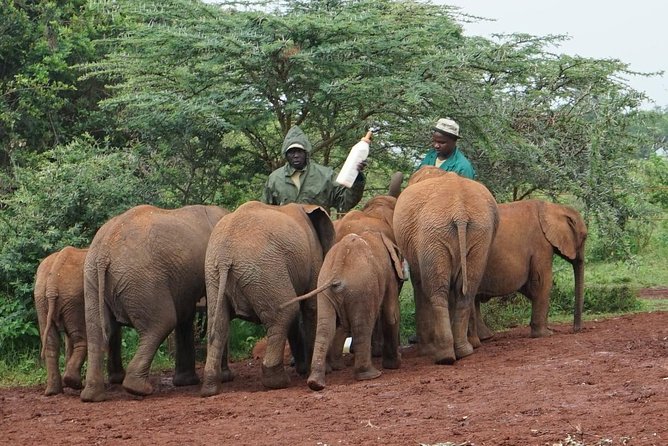 Giraffe center, Elephant Orphanage and Beads Center - Transport, group size, and guide quality