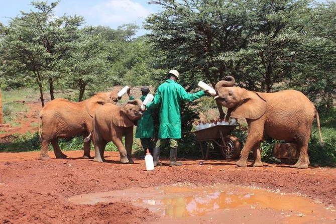 Giraffe center, Elephant Orphanage and Beads Center - Is $115 a fair price?
