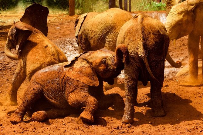 Giraffe center, Elephant Orphanage and Beads Center - Who will enjoy this Nairobi day most?