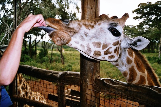 Giraffe center, Elephant Orphanage and Beads Center - Practical details worth checking