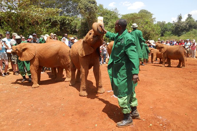Giraffe center, Elephant Orphanage and Beads Center - A precise noon visit to Sheldrick Wildlife Trust