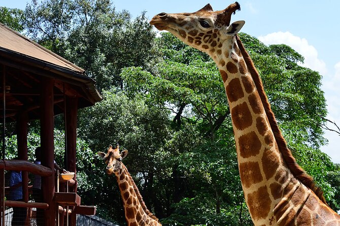 Giraffe Center, Elephant Orphanage and Nairobi National Park Day Tour Nairobi - Lunch is separate and adds a useful pause