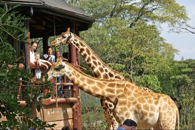 Giraffe Center, Elephant Orphanage and Nairobi National Park Day Tour Nairobi - Nairobi National Park: the day’s longest wildlife search