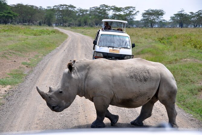 Giraffe Center, Elephant Orphanage and Nairobi National Park Day Tour Nairobi - The transport and timing deserve careful attention