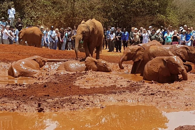 Giraffe Center, Elephant Orphanage, Beads Center & Bomas of Kenya Tour Nairobi - Why this Nairobi day tour works