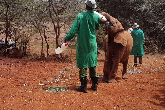 Giraffe Center, Elephant Orphanage, Beads Center & Bomas of Kenya Tour Nairobi - The 11 a.m. elephant nursery visit