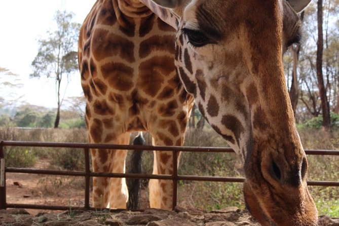 Giraffe Center, Elephant Orphanage, Beads Center & Bomas of Kenya Tour Nairobi - Bomas of Kenya from 2:30 to 4 p.m.