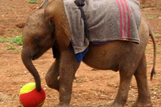 Giraffe Center & Elephant Orphanage Guided Day Tour - Why this makes a good Nairobi half-day