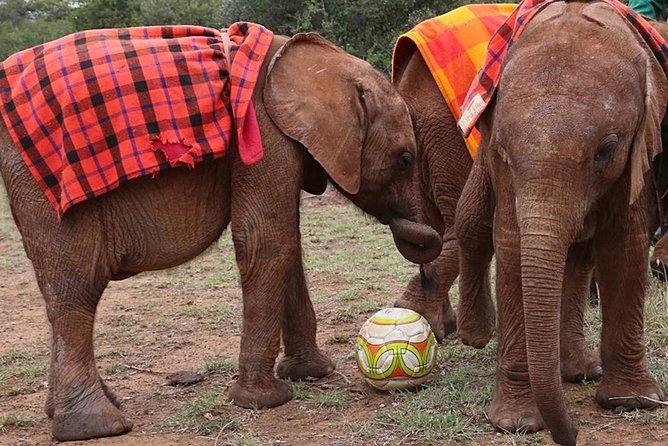 Giraffe Center & Elephant Orphanage Guided Day Tour - The $45 fee that changes the value