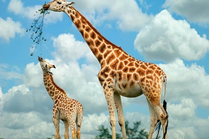 Giraffe Center & Elephant Orphanage Guided Day Tour - The guide can shape the whole morning